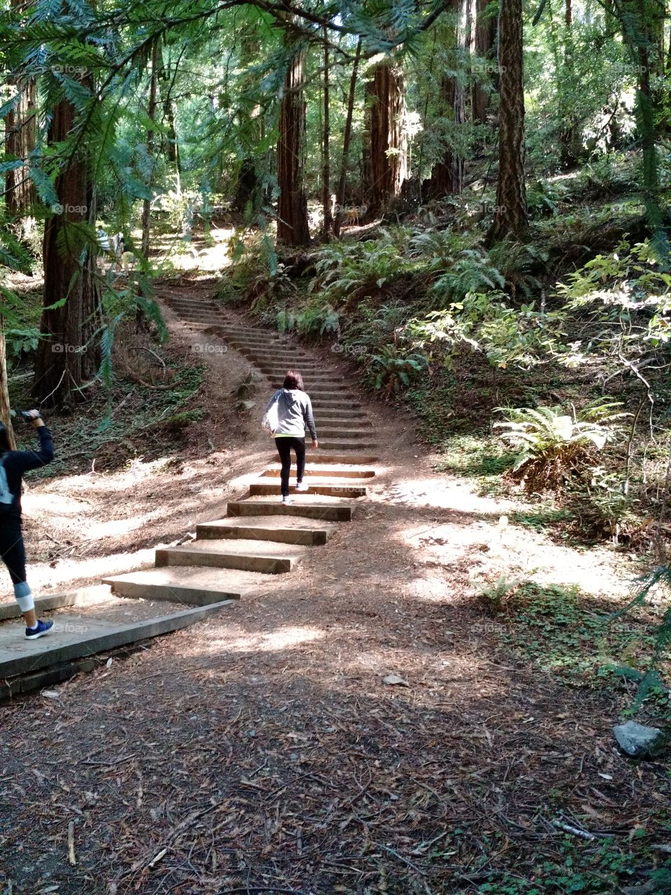 Stairs in Muir Woods