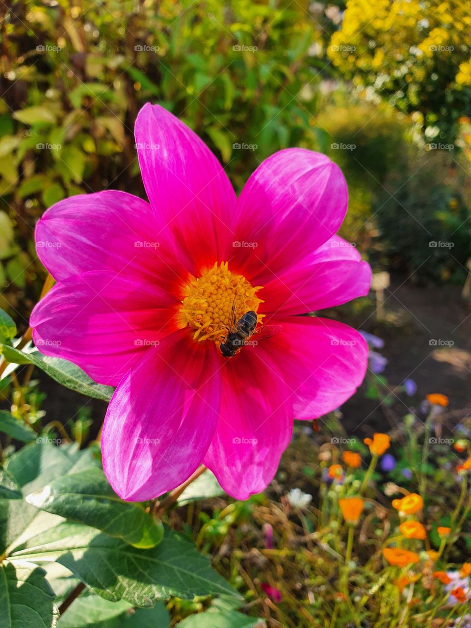 Hard-working bee on a pink flower.