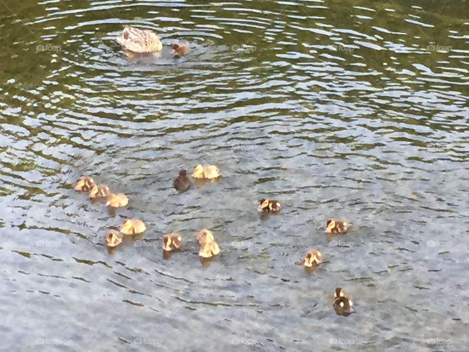 John Smalley . Mummy finding food for baby ducklings. 