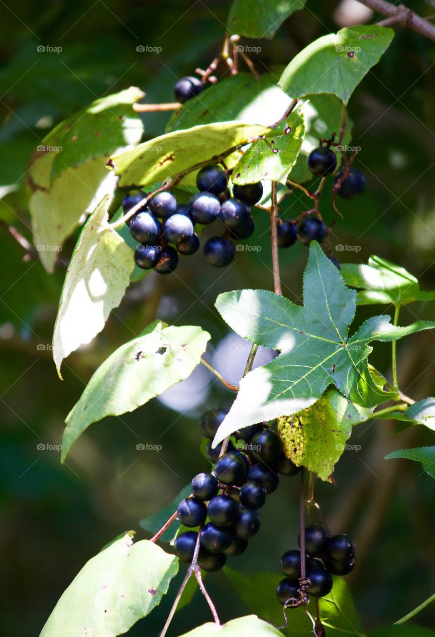 Wild grapes