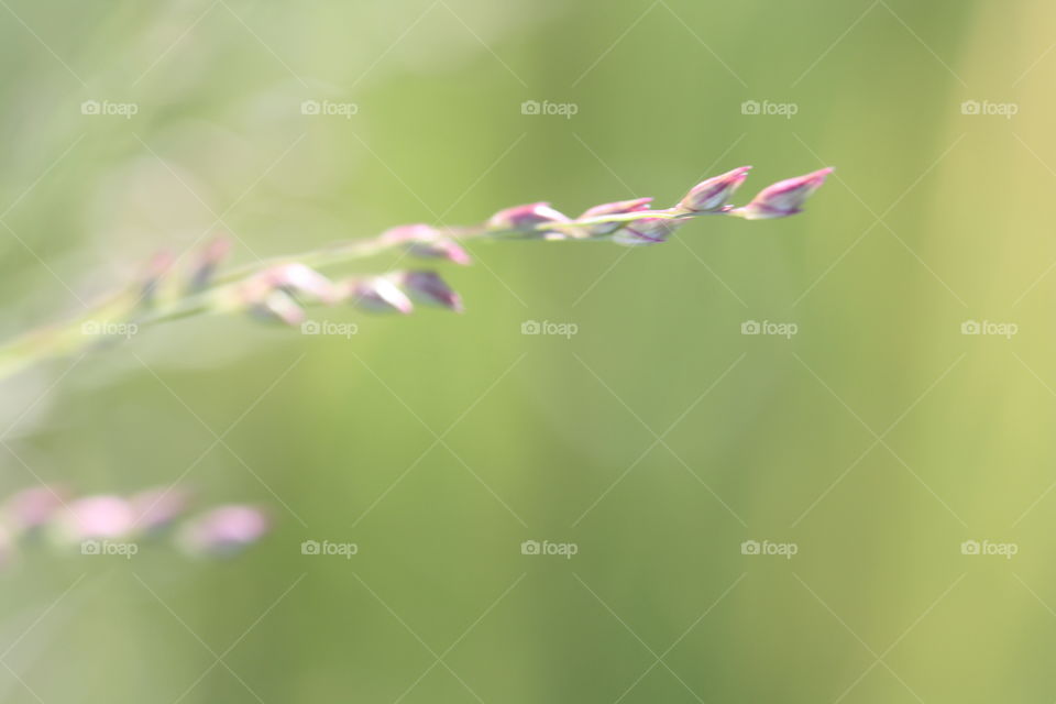 Spikelet close-up