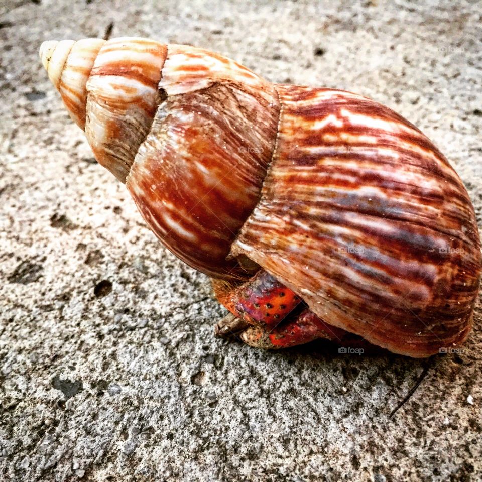 Hermit Crab Peeking Out Of The Shell, Taken In St. Martin