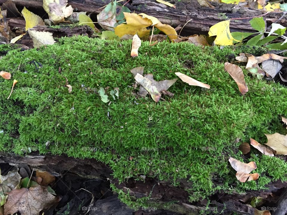 moss-covered old tree trunk