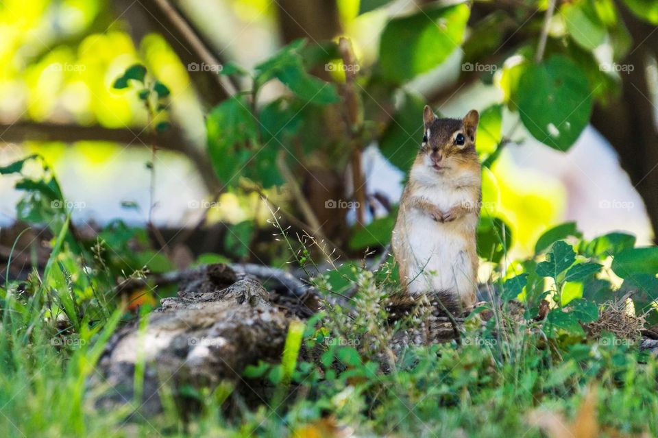 As spring arrives, all the chipmunks come to run playfully around the fresh grass with squirrels and groundhogs! 