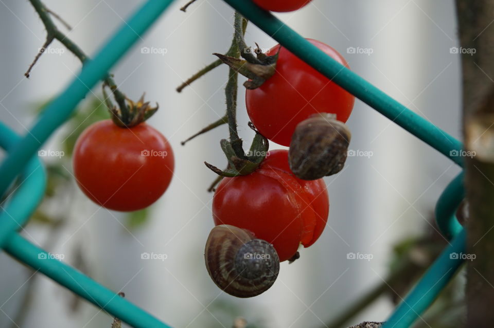 Snails on tomatos