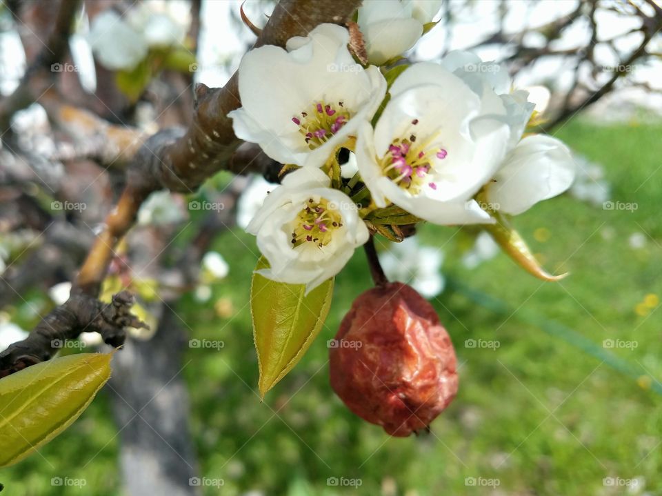 Spring Pear Blossom