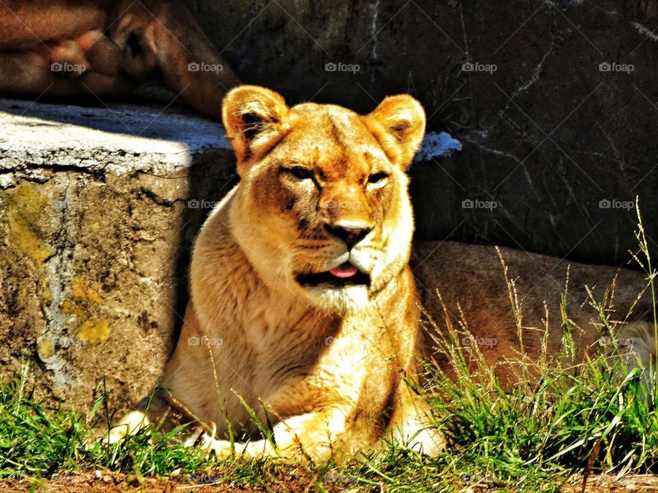 Female lion