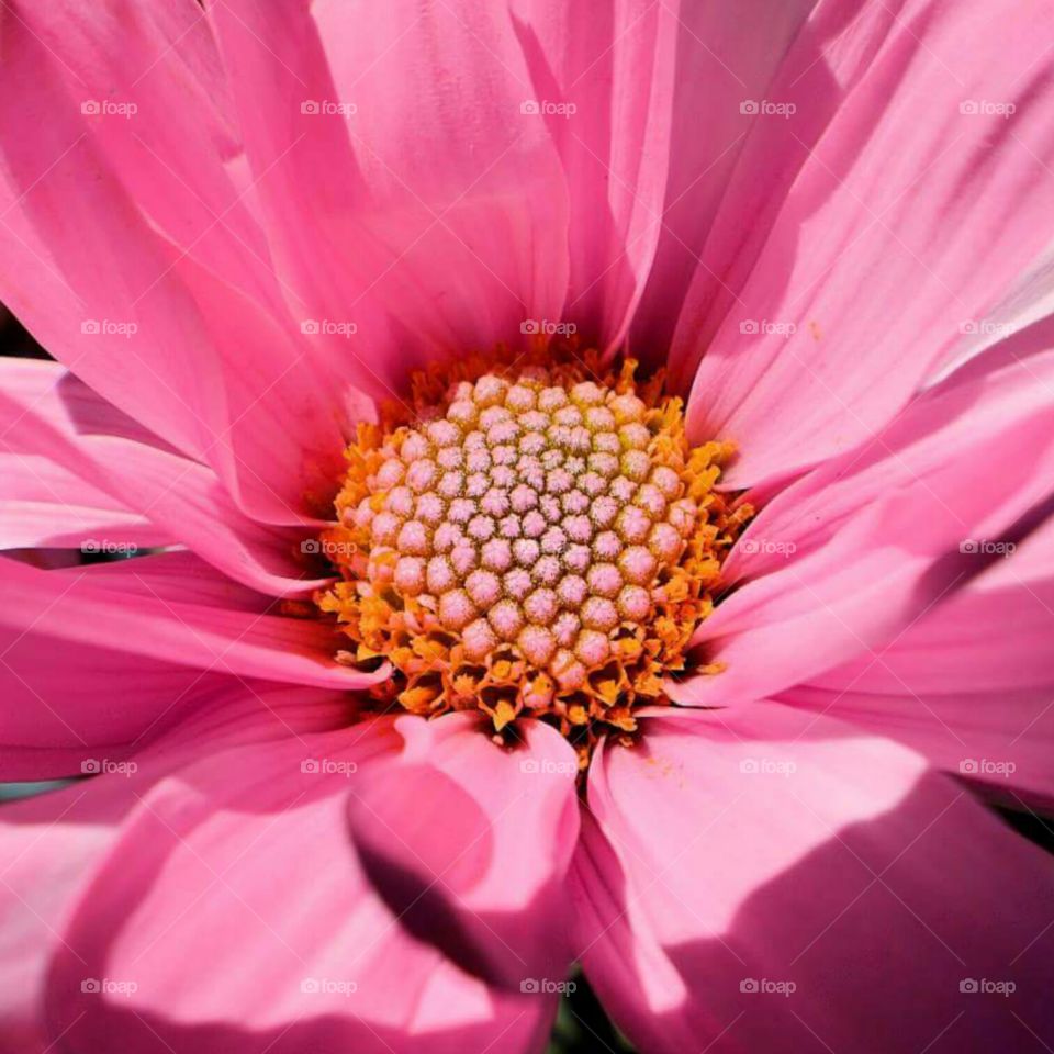 Pink Daisy