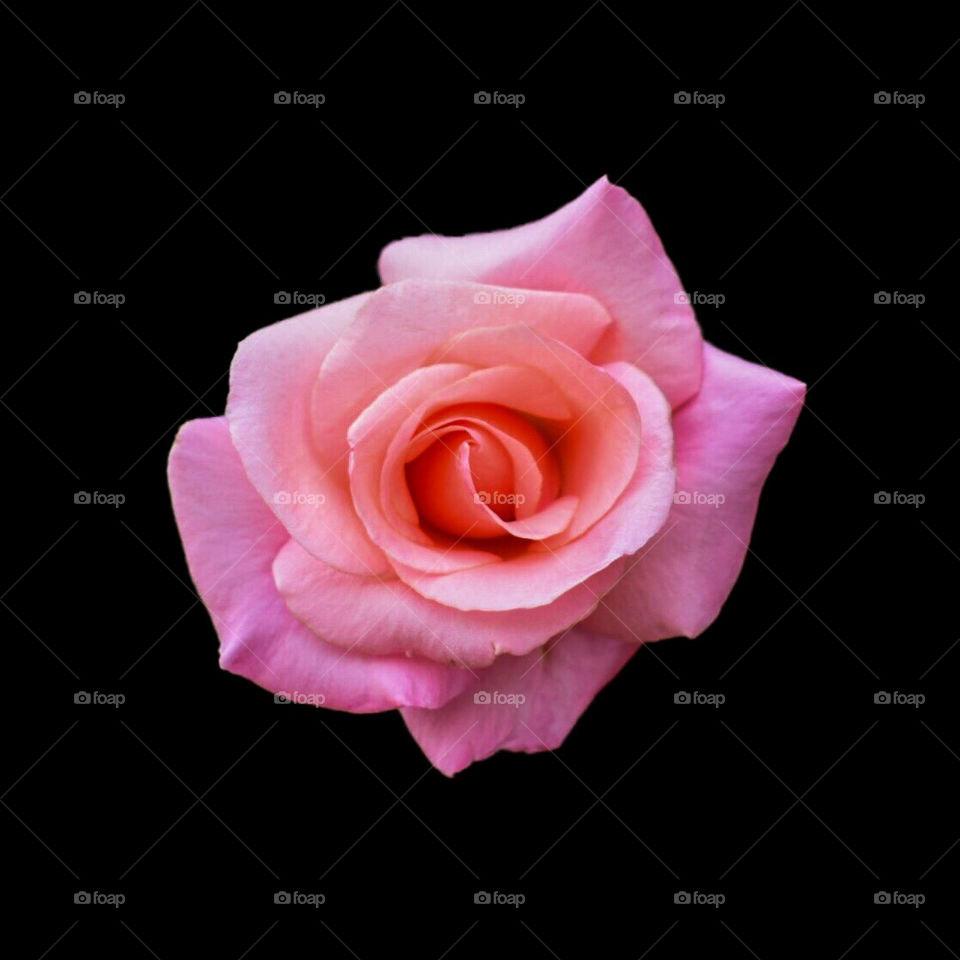 Pink rose on black 