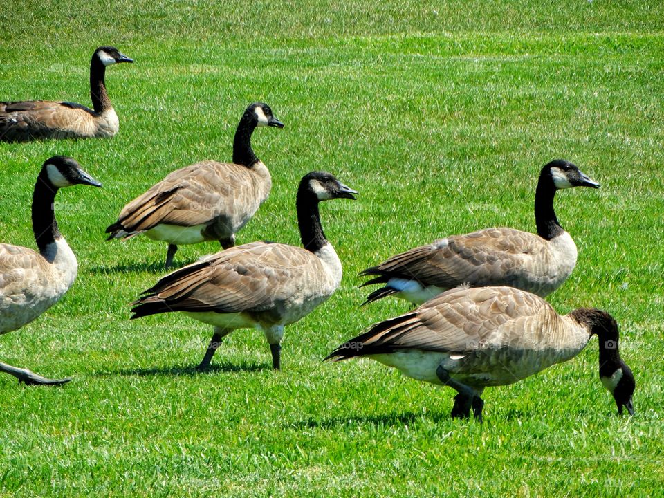 Canada Goose