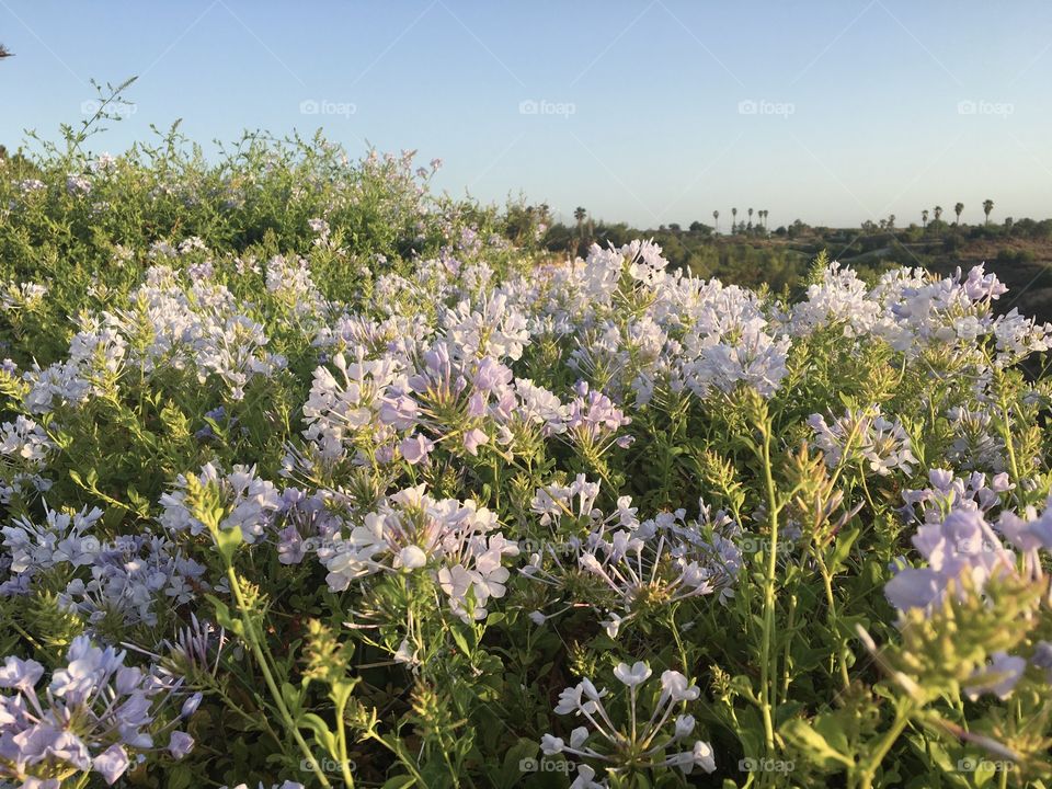 Plumbago bush with morning sun