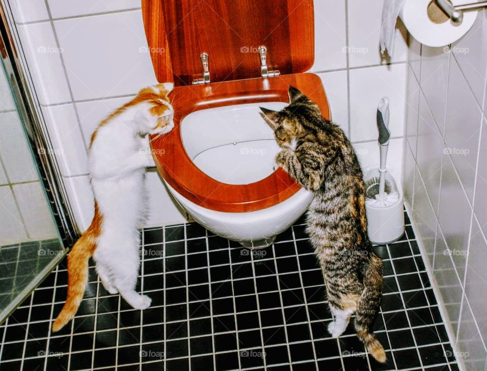 Funny kittens looking at flushing toilet. Exciting when they are young kittens. Smygen and Baileys are their names, brother and sister.