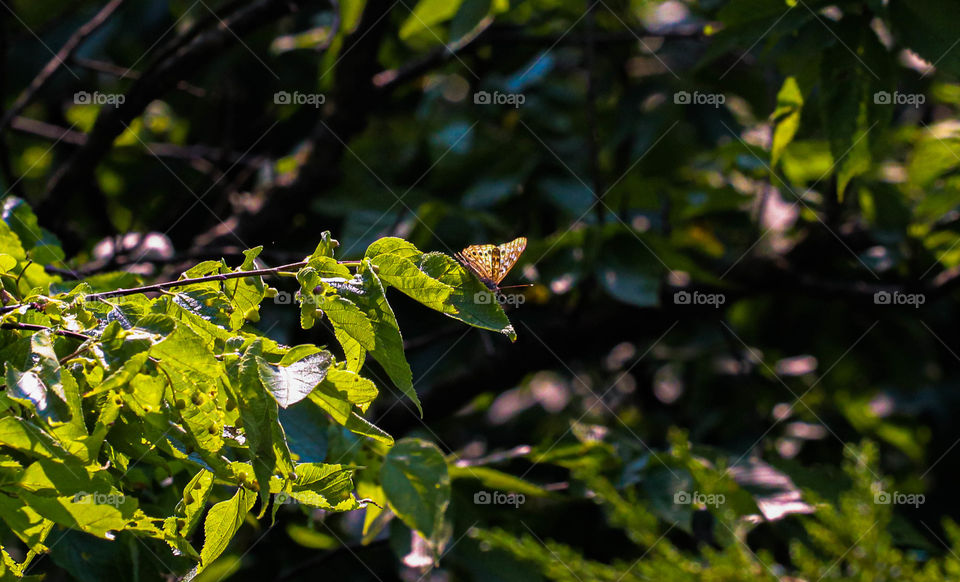 butterfly on a tree