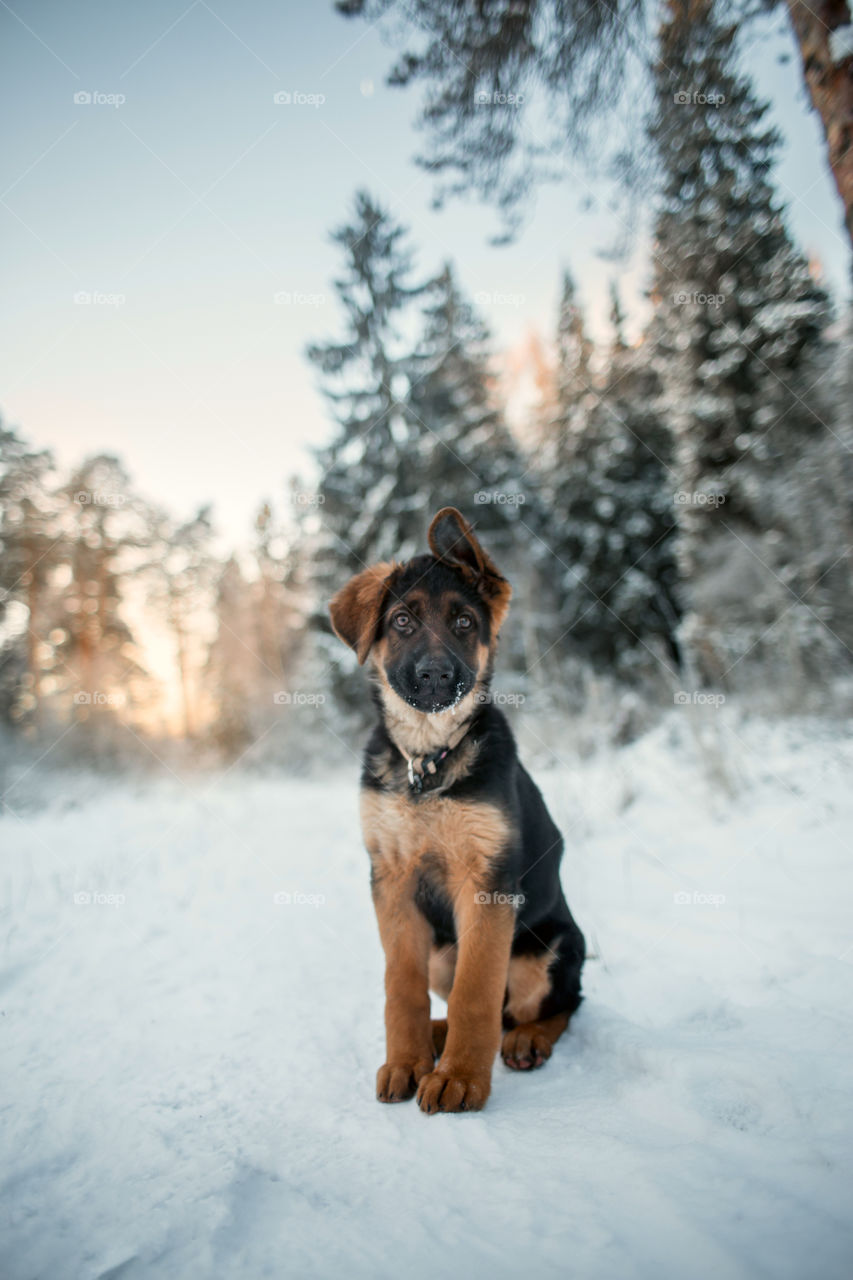 German shepherd puppy in a winter park 