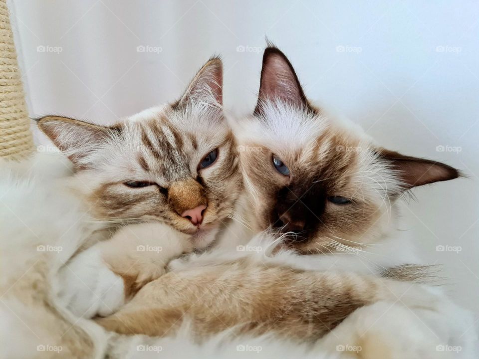 Close up of the Siblings Sacred Birman cats laying close to each other and looking to the camera