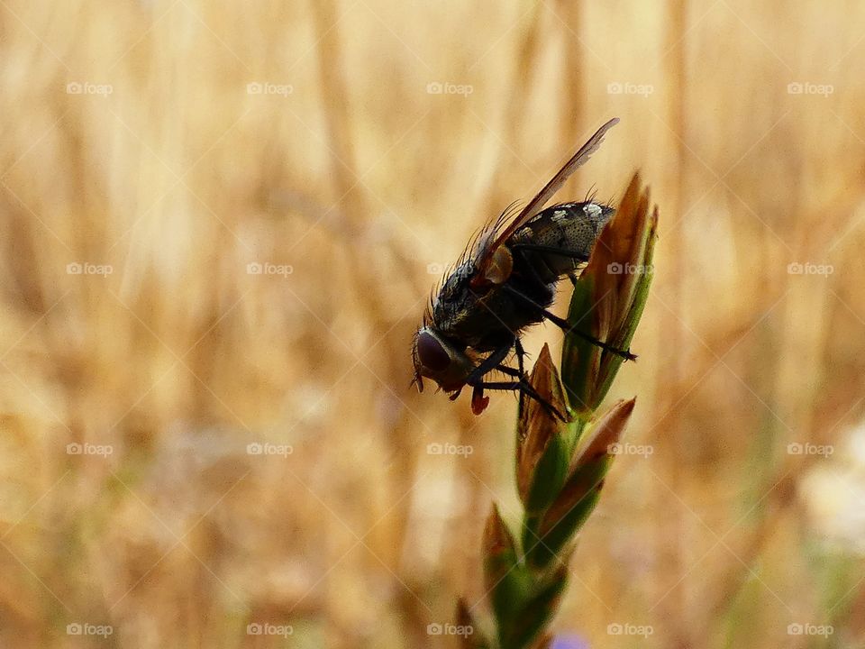 portrait of a fly