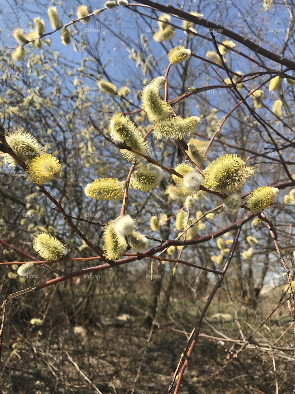 Spring tree 