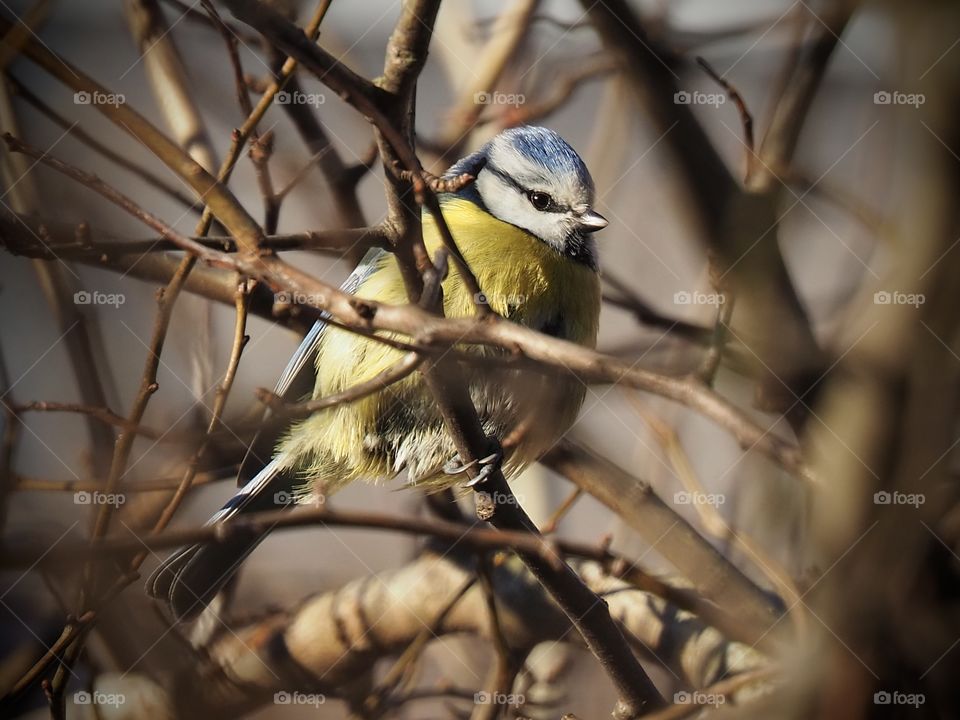 Blue tit
