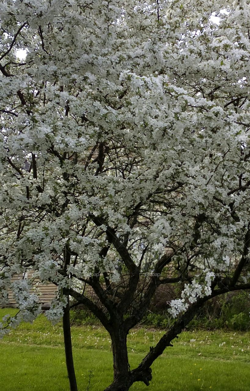 early summer blooming tree