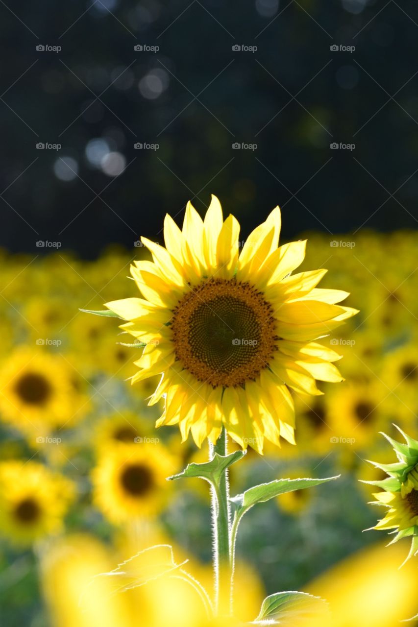 Backlit sunflower 
