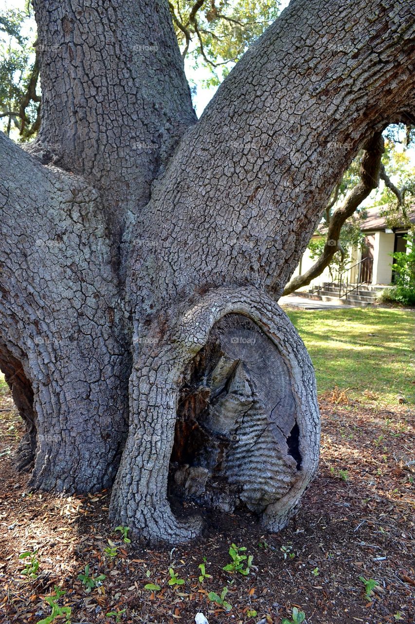 Tree, Trunk, Nature, Wood, No Person