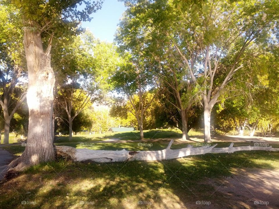 Trees in the park