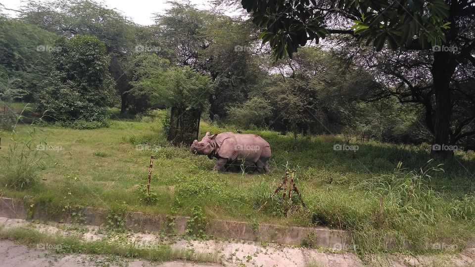 A rhinoceros.🐸