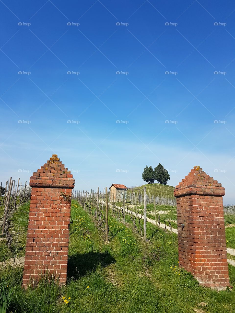 Ancient brick columns in a vineyard in a sunny day in springtime