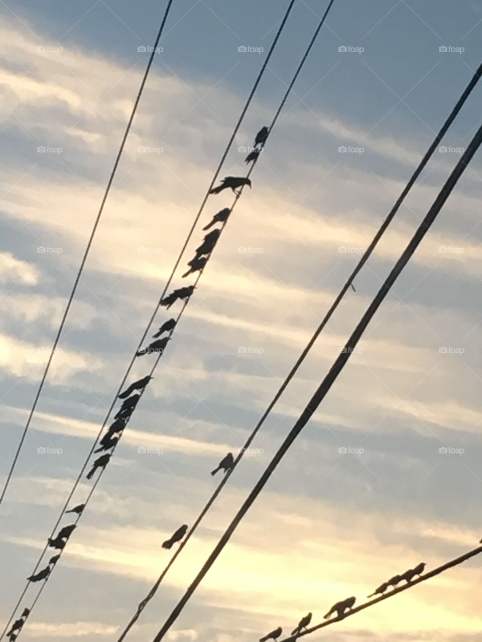 Birds on a wire at sunset