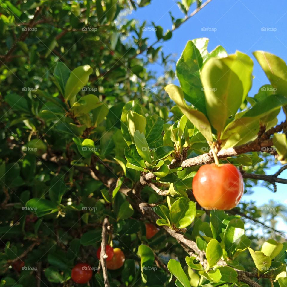 Acerola fruit in a tree, on a sunny morning