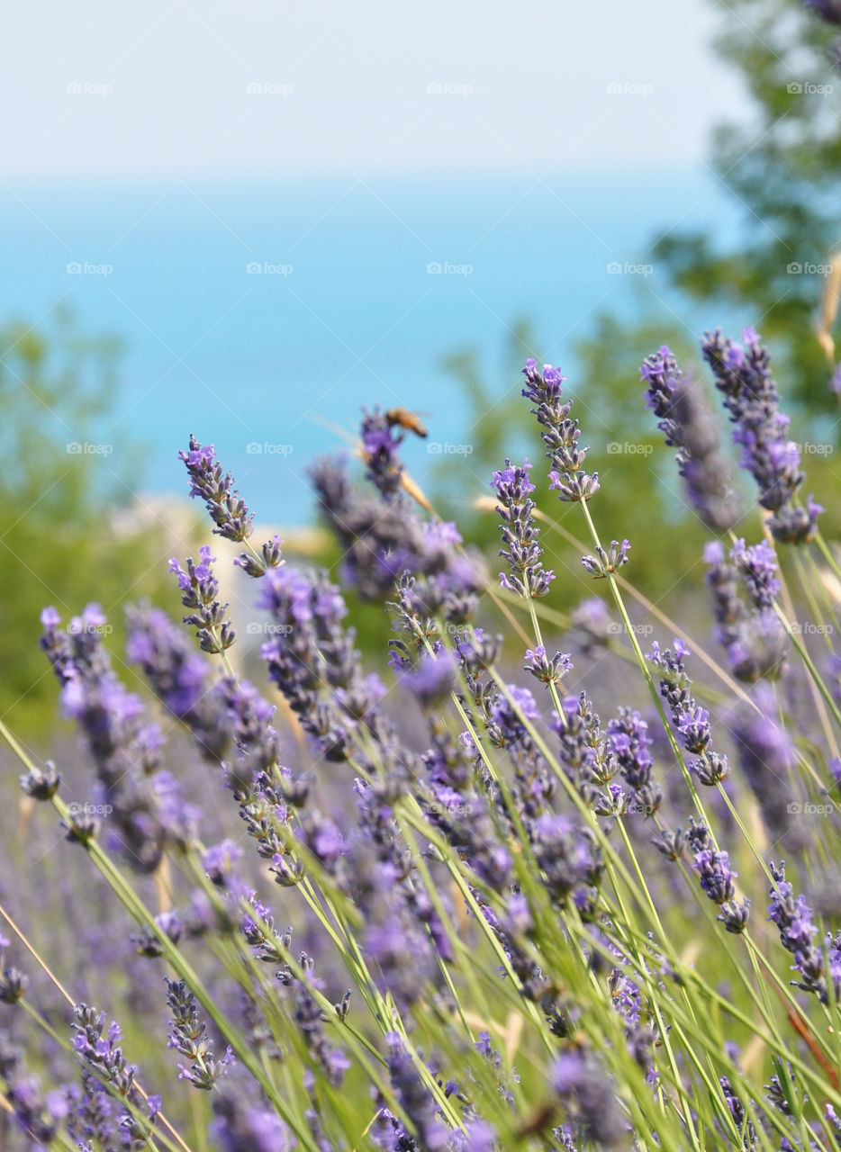 Lavender and the sea 