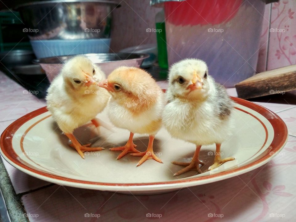 Chicks on a plate