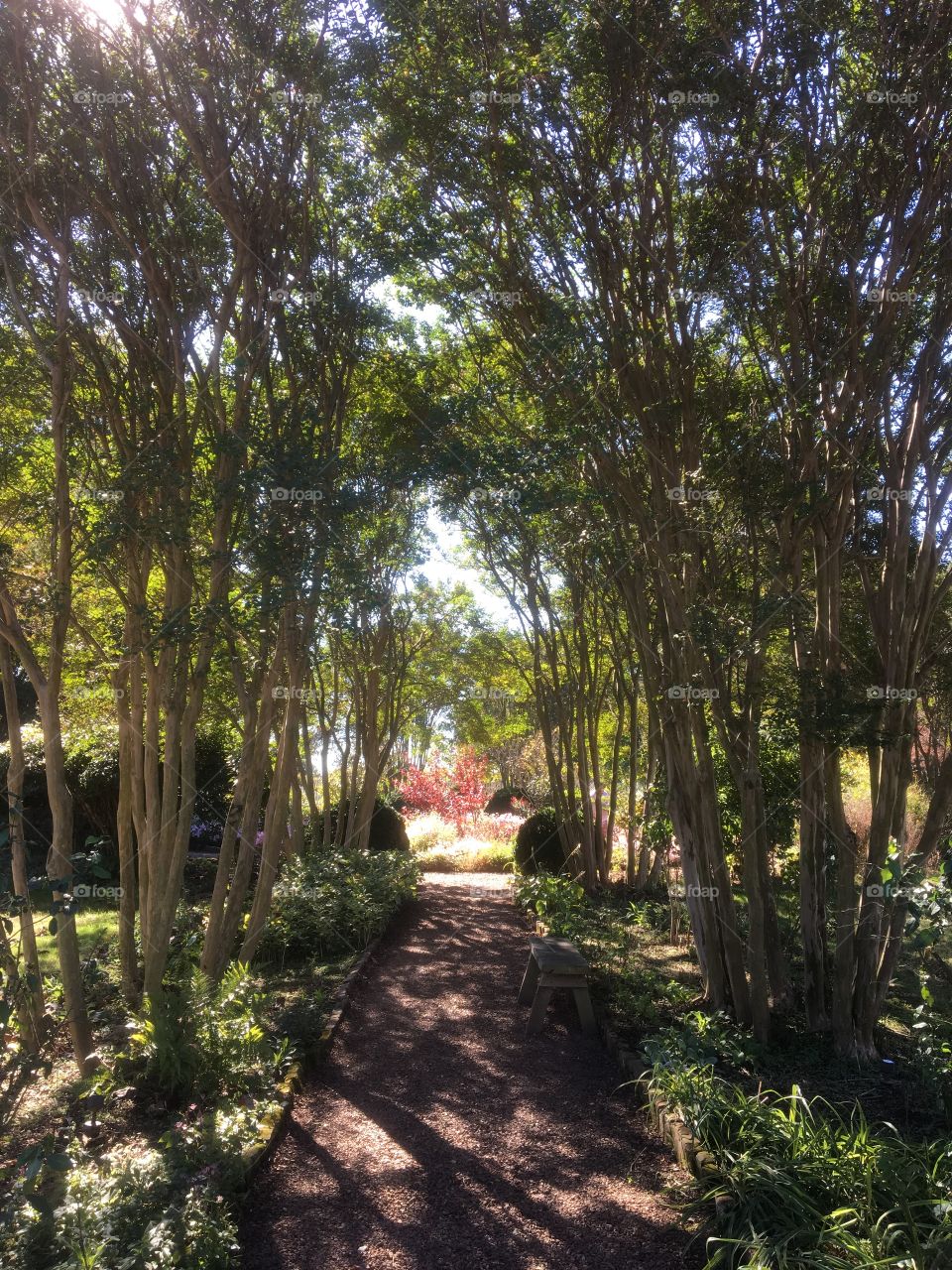 Tree lined pathway 