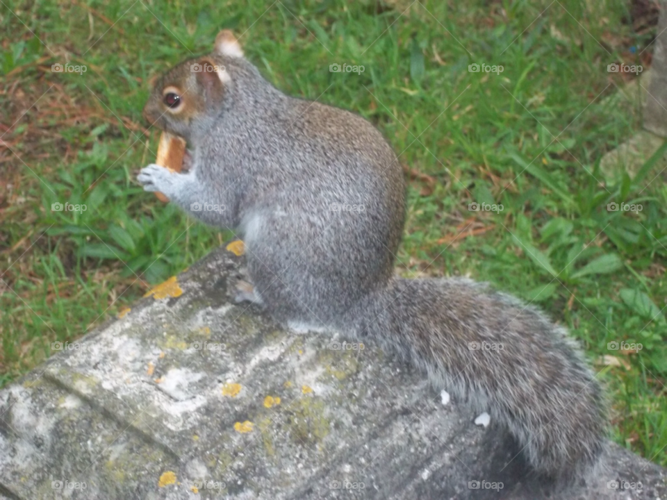 dorset squirrel graveyard weymouth by markems