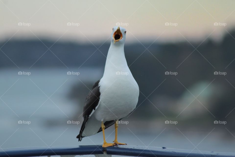 Sea gull