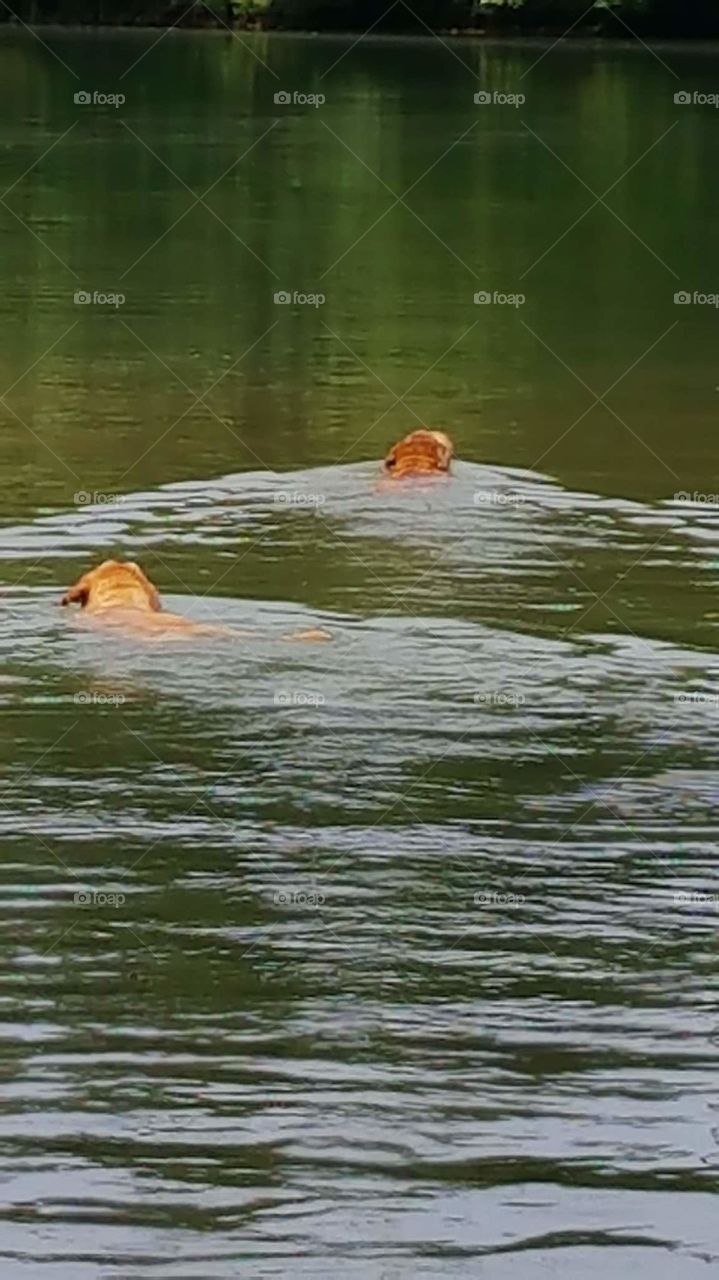 yellow labs swimming in lake