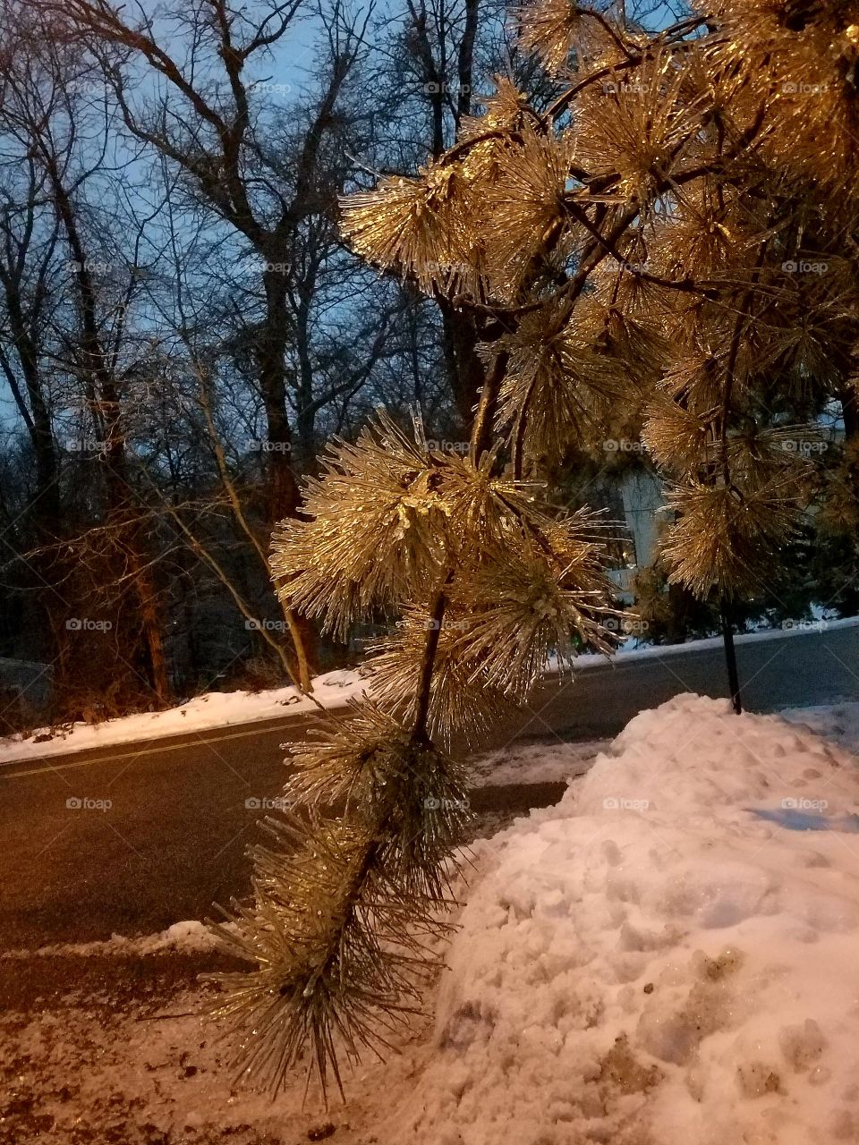 Icy branch