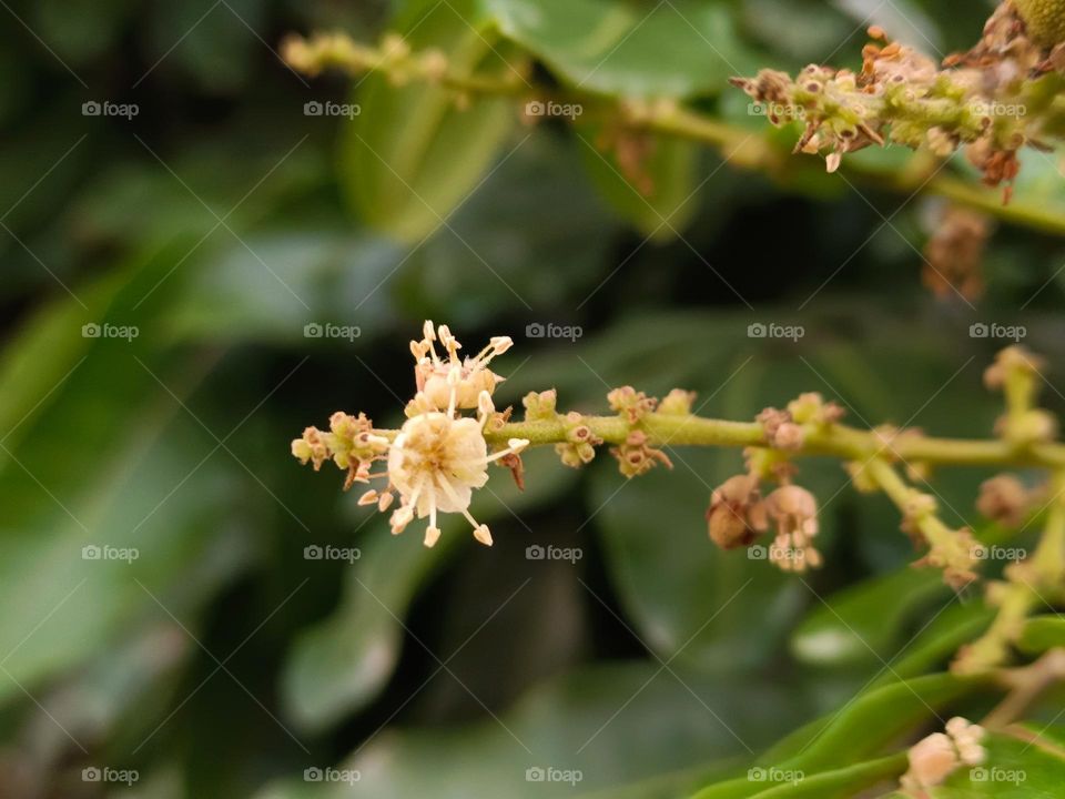 Dimocarpus longan blossoms