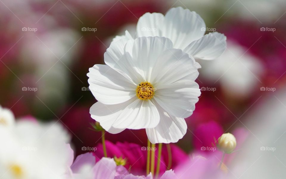 Micro photography of white flower 