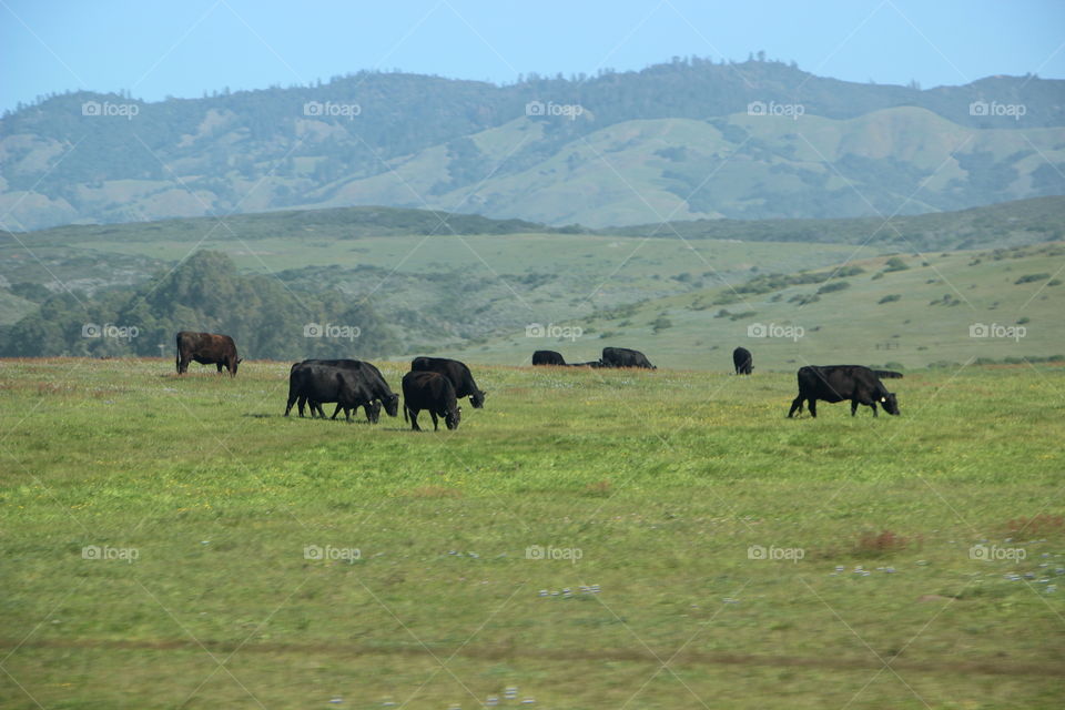 Cattle in the Pasture