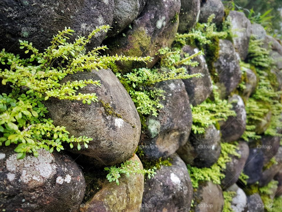 mossy stone wall