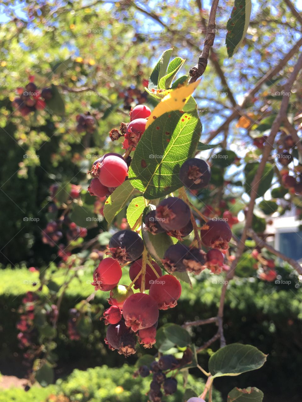 Berries against sky