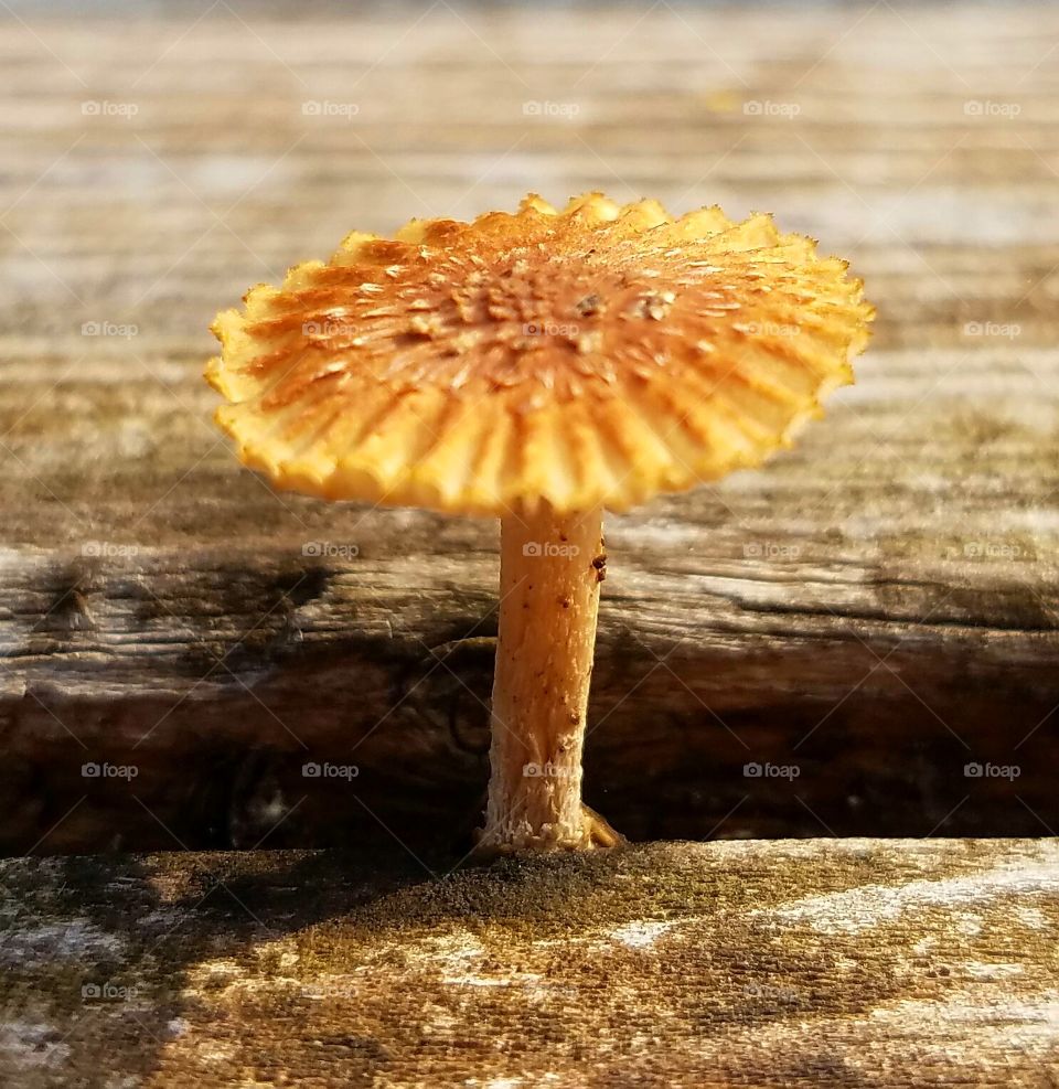 mushroom growing between wood planks