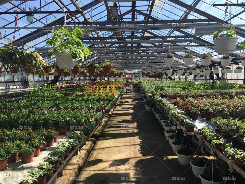 Greenhouse, Garden, Flower, Conservatory, Horticulture