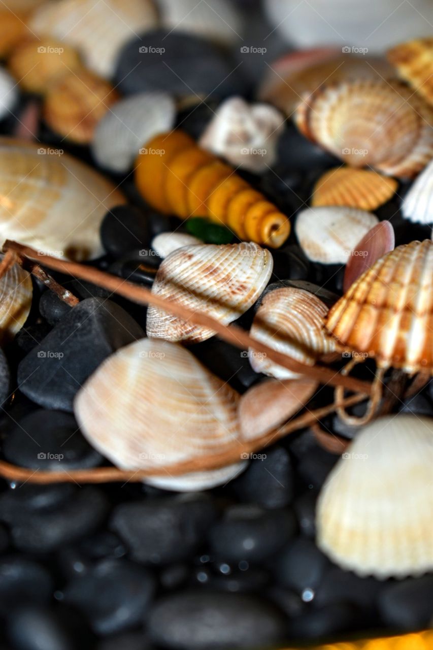 Sea shells