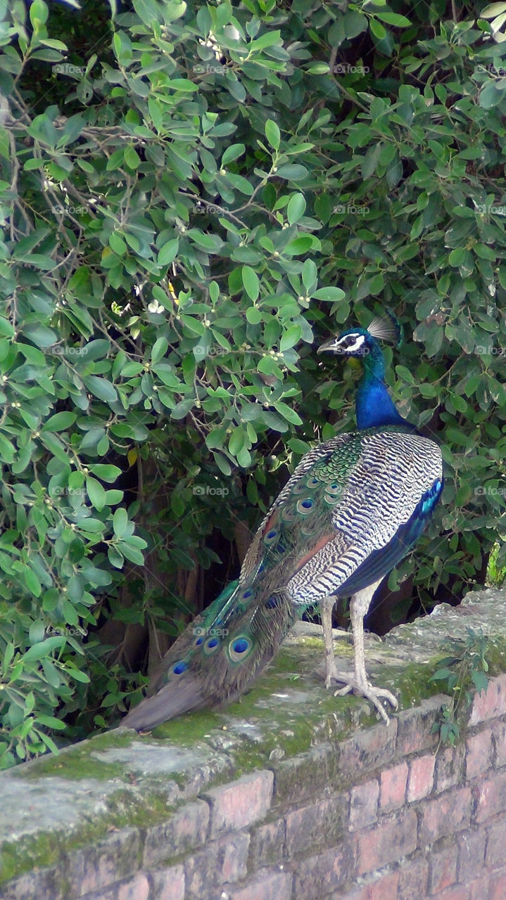 Peacock with its beautiful colours and textures.