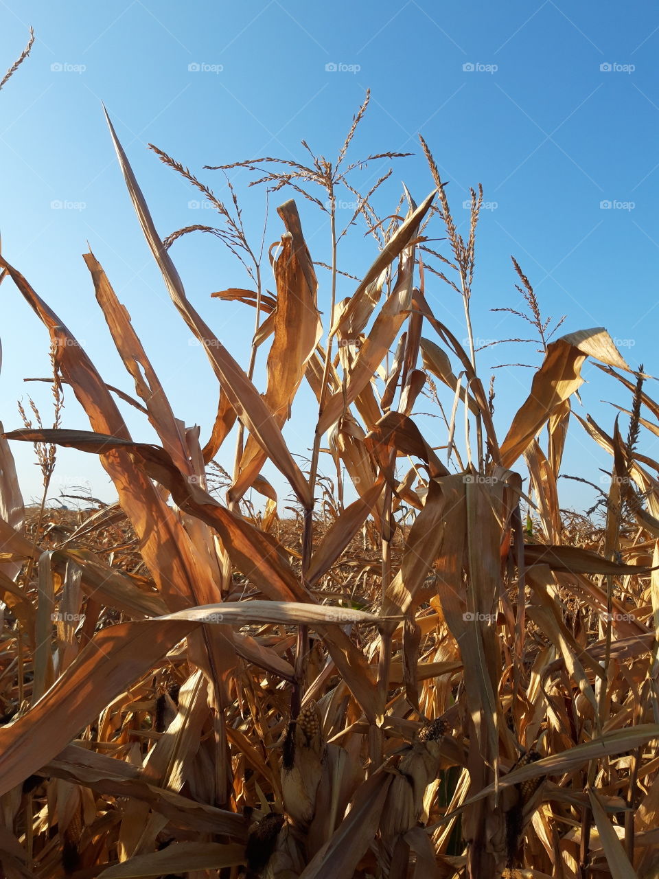 corn harvest will be soon