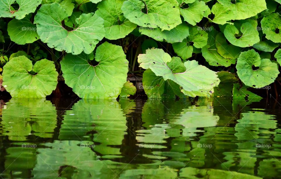 Reflection of leaves in water
