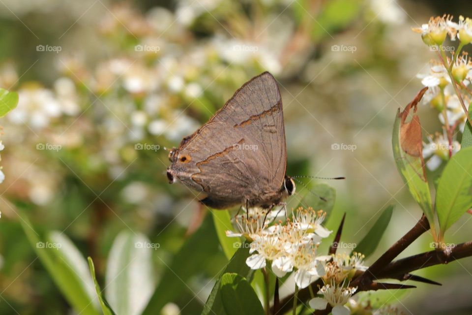 Beautiful and cute butterfly