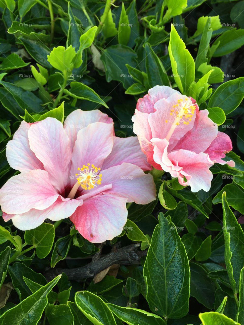 Pink flowers 